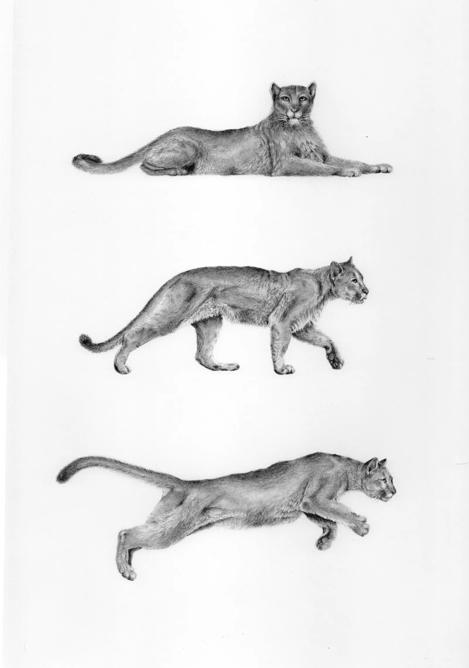 Trois postures du puma dessinées à la main pour Sierra Rosa